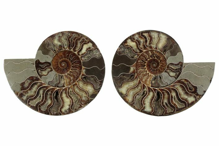 Large, Cut & Polished Ammonite Fossil - Madagasar #371456